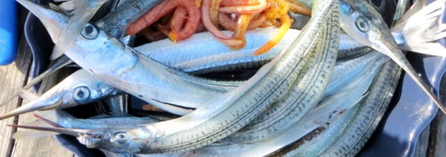 New Zealand Biosecurity tips