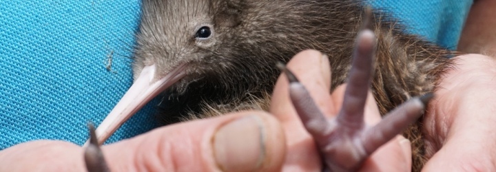 New Zealand animals