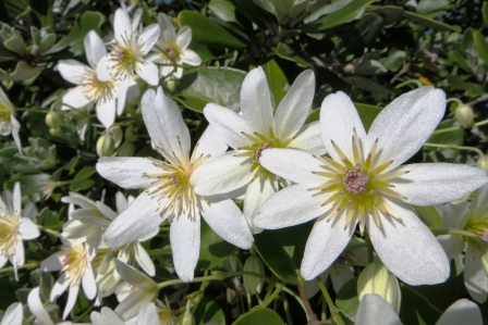 New Zealand plants - NZ clematis flowers