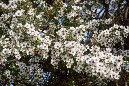 Manuka flowers