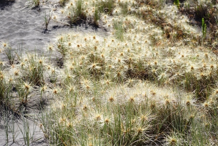 Spinifex