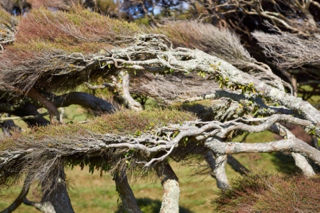 Tea trees