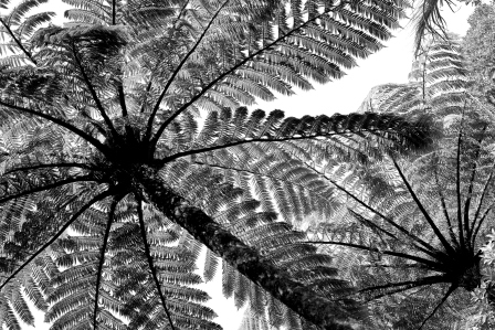 Tree ferns