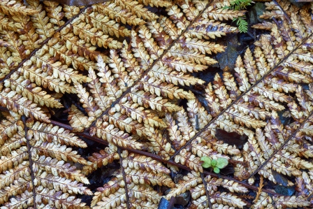 Wheki fronds