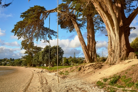 Macrocarpa