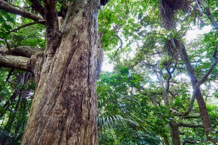 Puriri in native bush