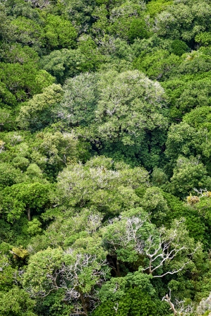 New Zealand plants - native forest canopy