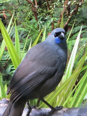 Wairarapa Reisetipps: Kokako in Mount Bruce Pukaha