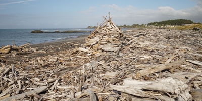 Taranaki travel tips - Waitara driftwood beach
