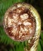 New Zealand Koru