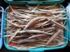 Pipefish